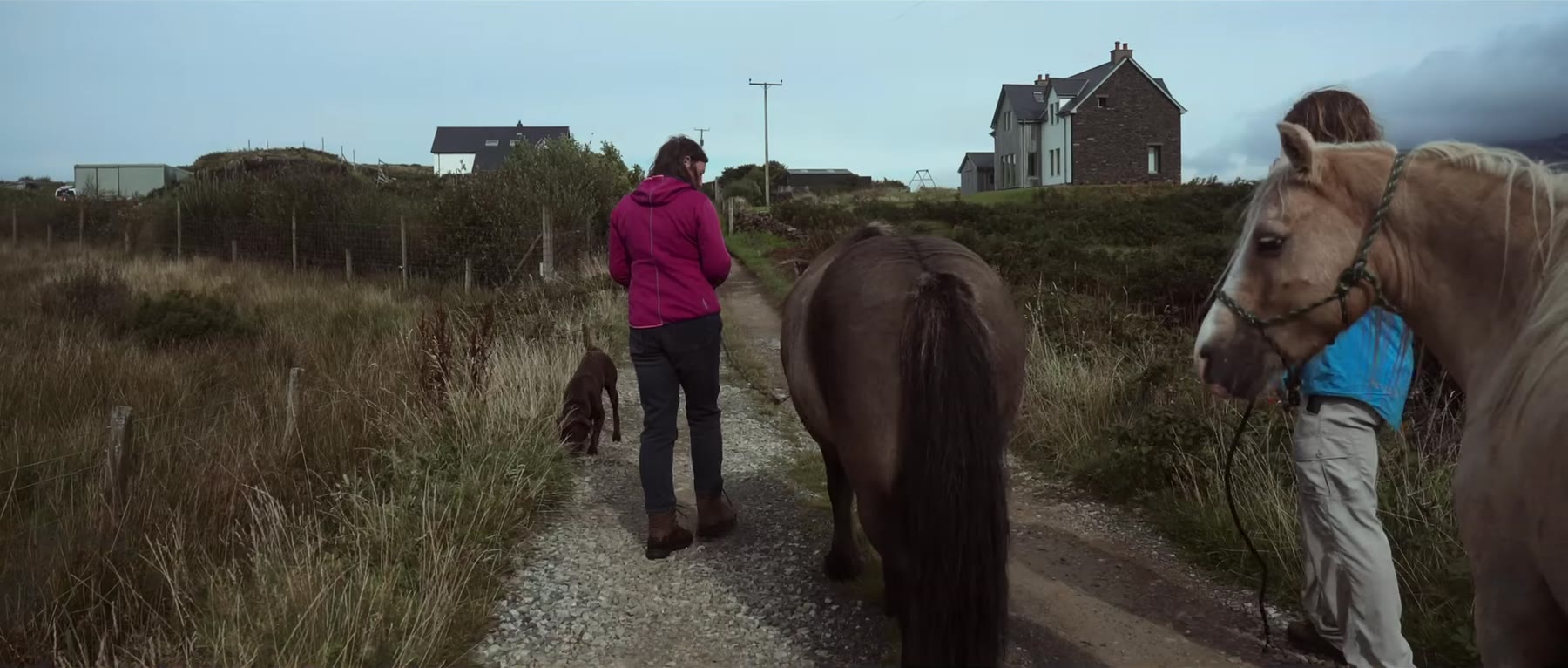 A woman and a dog walking two ponies down a croft track, houses and hills behind